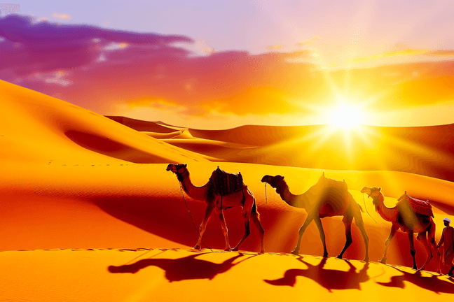 Desert safari with camels at sunset, sand dunes in background